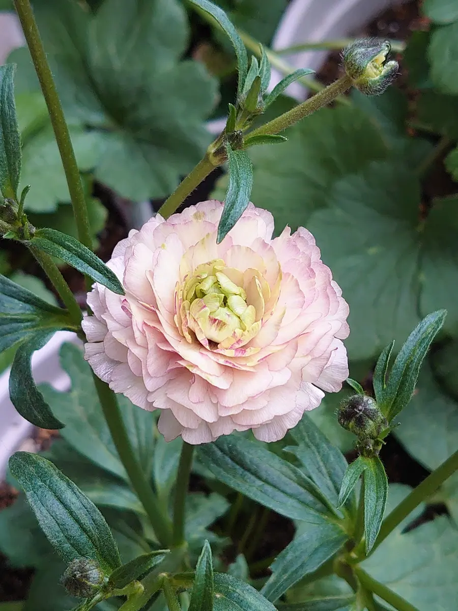 ラナンキュラスラックス球根芽出し覚書｜そだレポ（栽培レポート