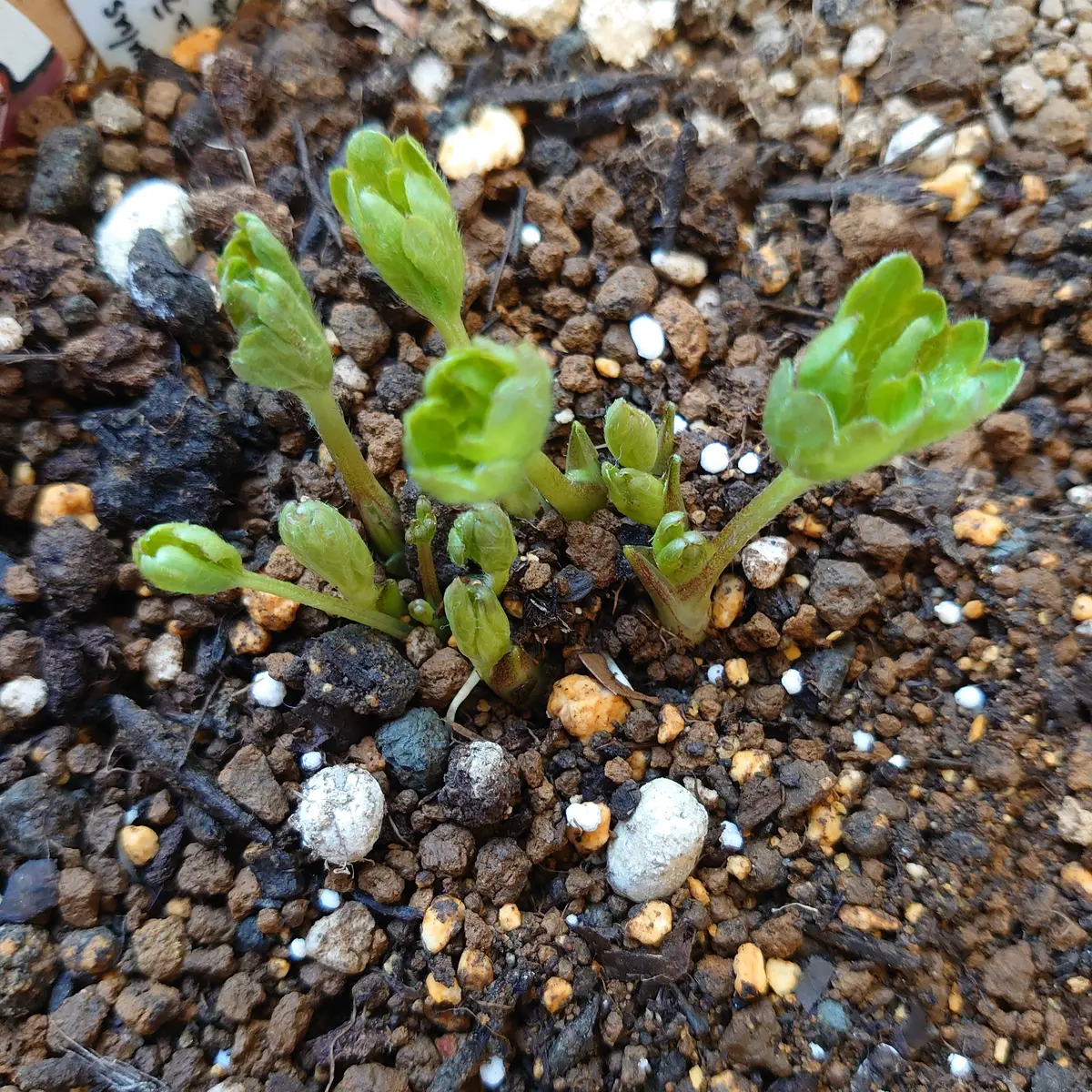 ラナンキュラスラックス球根芽出し覚書｜そだレポ（栽培レポート