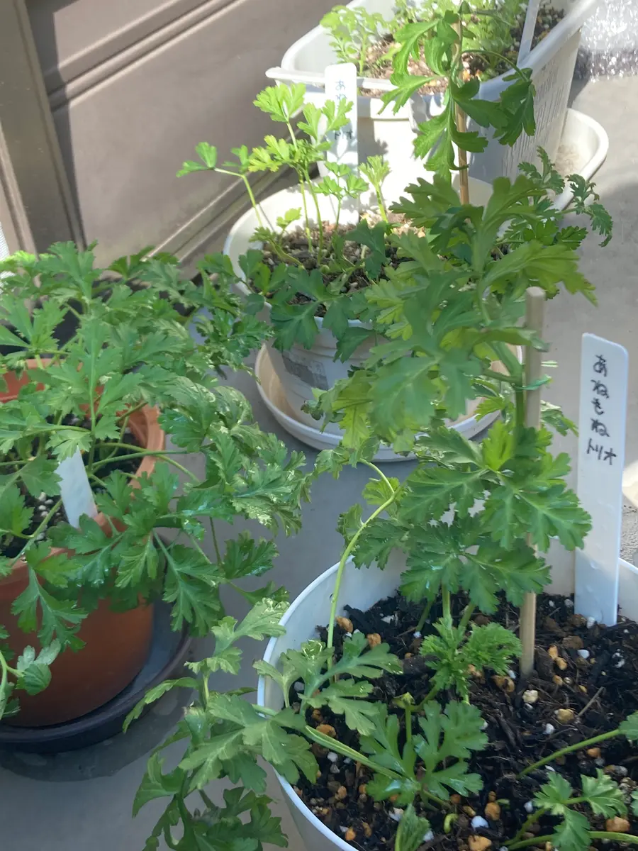 2024憧れのアネモネ｜そだレポ（栽培レポート）byもっちりぱんだ