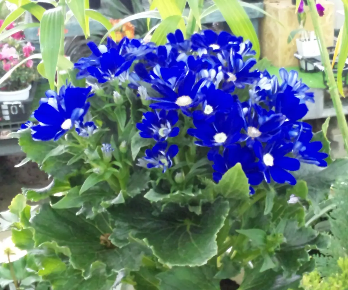 多肉植物セット 青い花模様の鉢*3 多肉植物セット 青い花模様の鉢*3 陶器鉢セット 青枠の