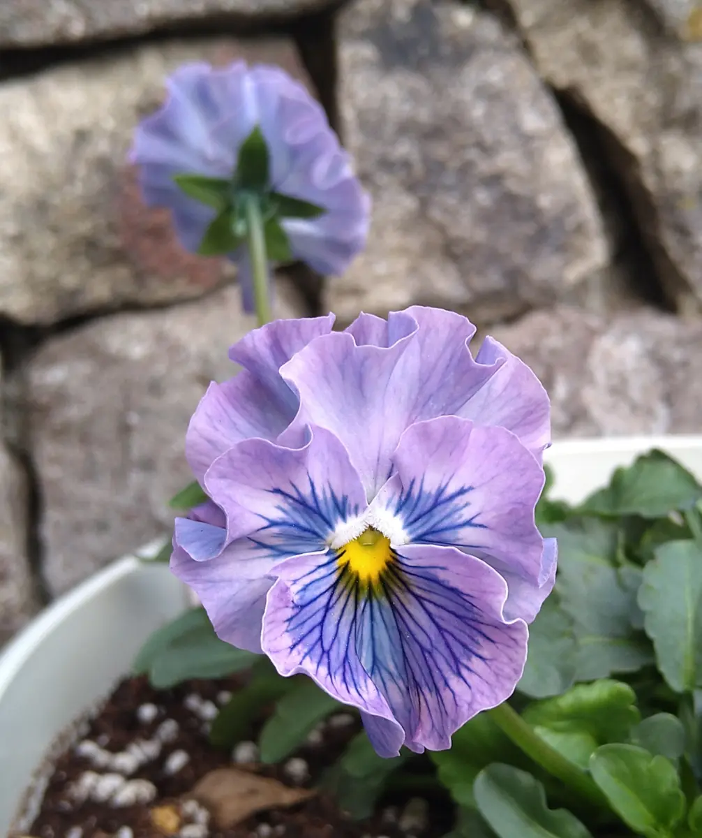 🔚初めてのフリル系パンジー｜そだレポ（栽培レポート）byかりんのママ