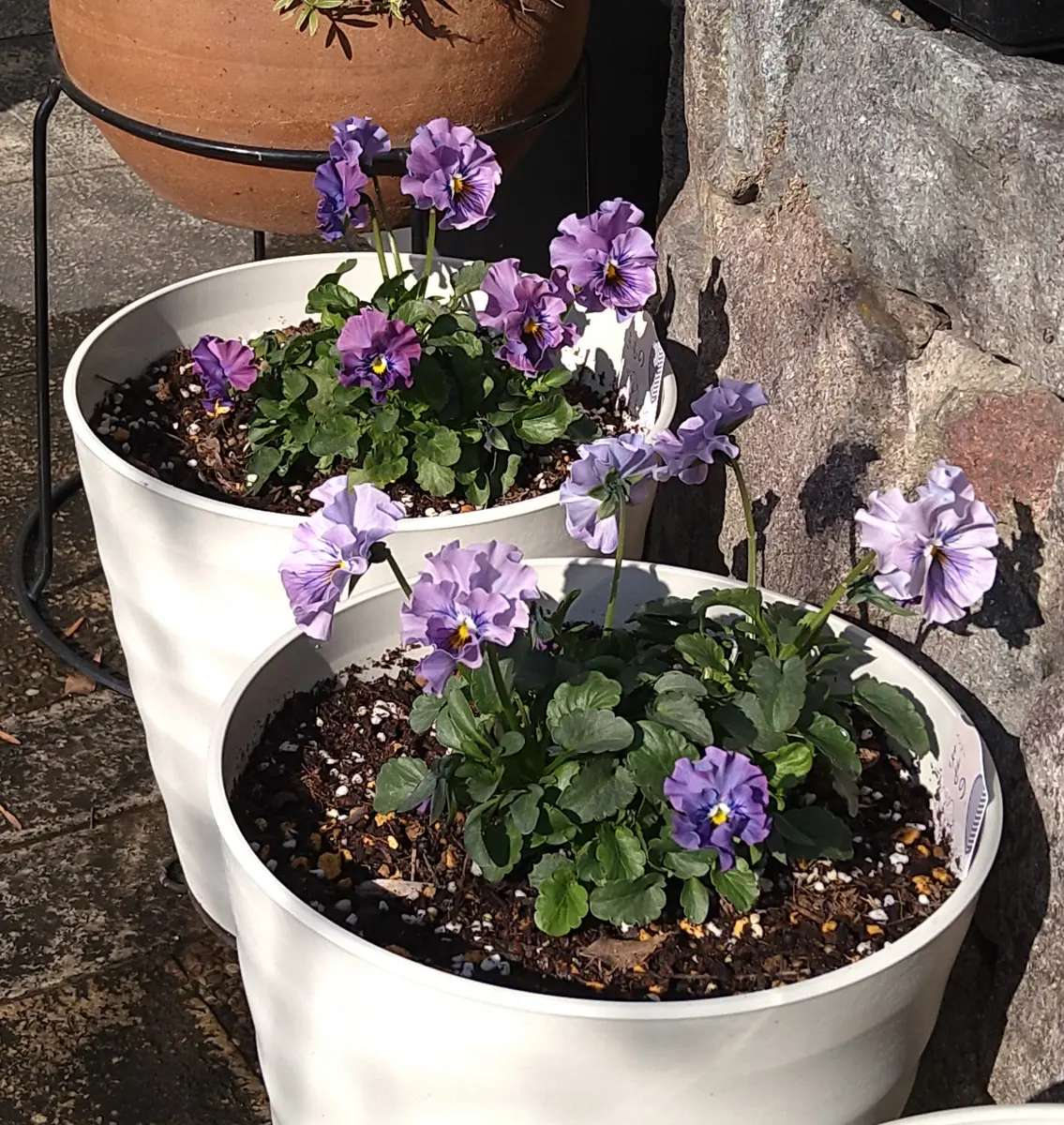 🔚初めてのフリル系パンジー｜そだレポ（栽培レポート）byかりんのママ