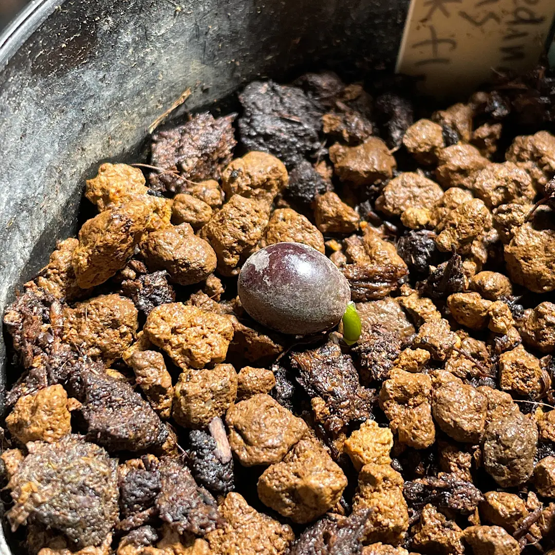 ハエマンサスクリスパス開花~種子採取~実生を追ってみます｜そだレポ