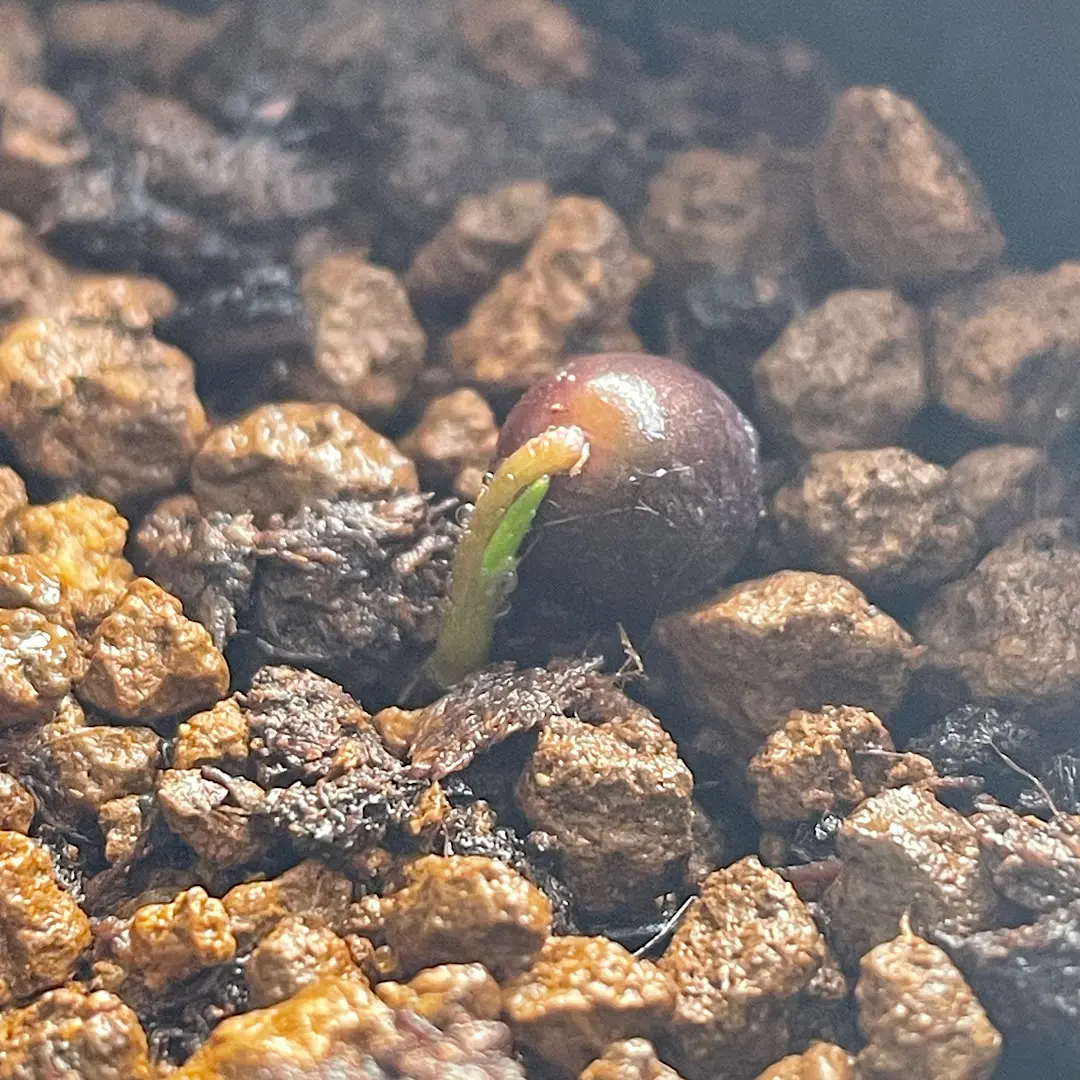 ハエマンサスクリスパス開花~種子採取~実生を追ってみます｜そだレポ