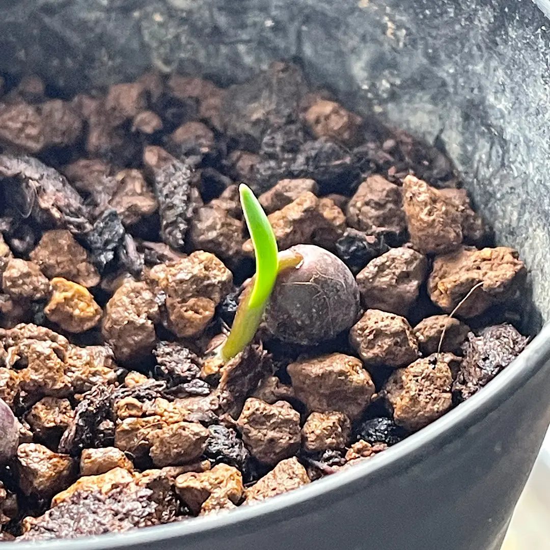 ハエマンサスクリスパス開花~種子採取~実生を追ってみます｜そだレポ