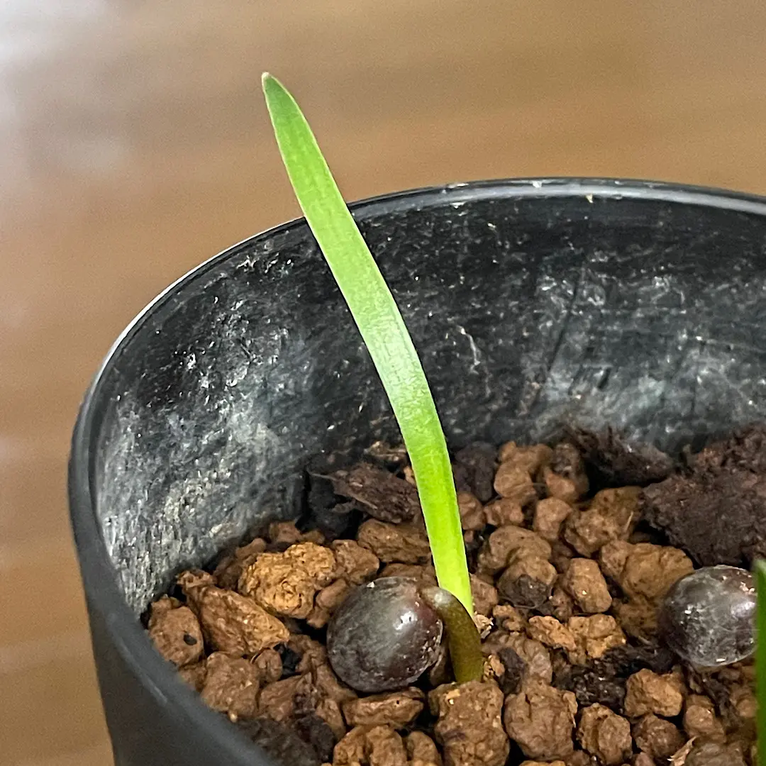 ハエマンサスクリスパス開花~種子採取~実生を追ってみます｜そだレポ