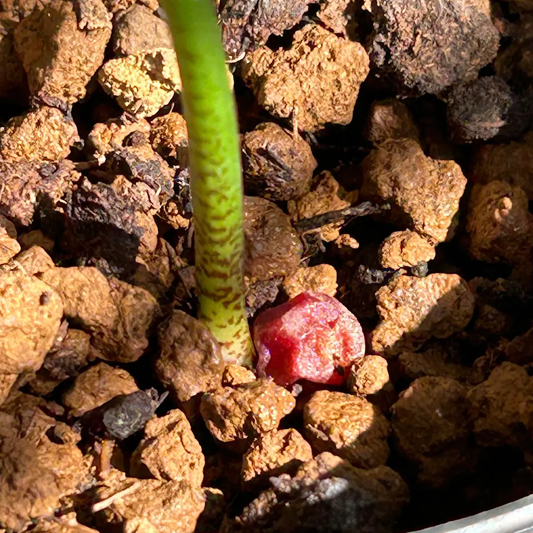 ハエマンサスクリスパス開花~種子採取~実生を追ってみます｜そだレポ