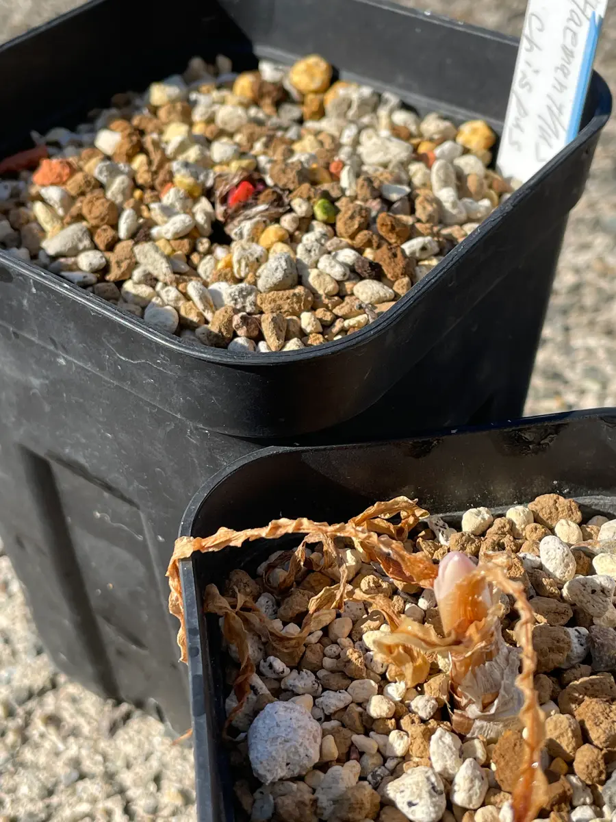 ハエマンサスクリスパス開花~種子採取~実生を追ってみます｜そだレポ