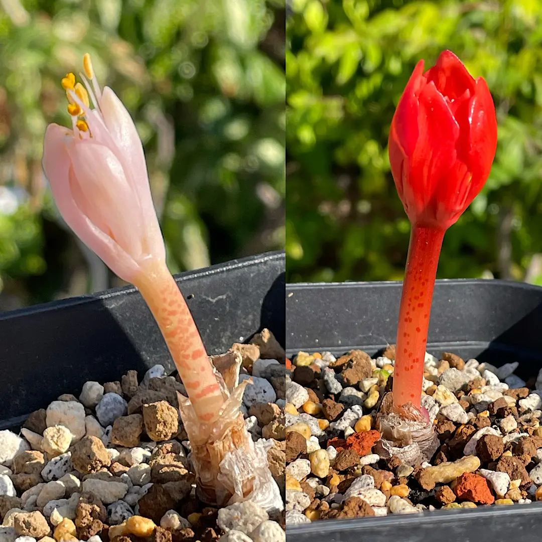 ハエマンサス　#33 ハエマンサス #33 （多肉植物）マユハケオモト（ハエマンサス