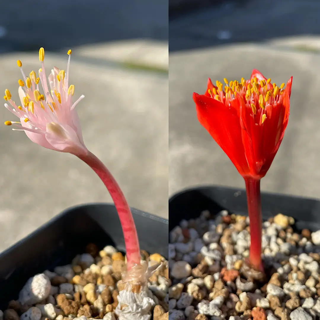 ハエマンサスクリスパス開花~種子採取~実生を追ってみます｜そだレポ