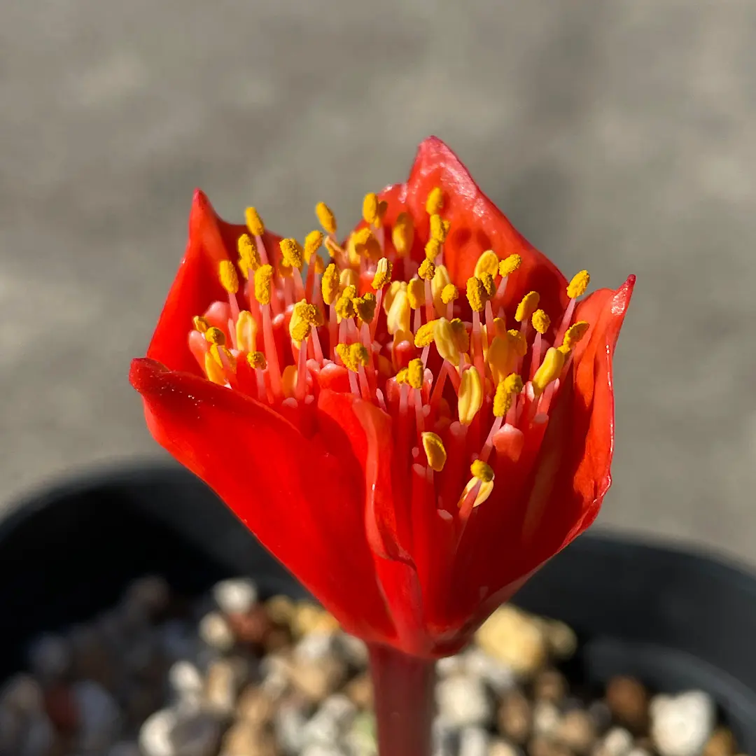 ハエマンサスクリスパス開花~種子採取~実生を追ってみます｜そだレポ