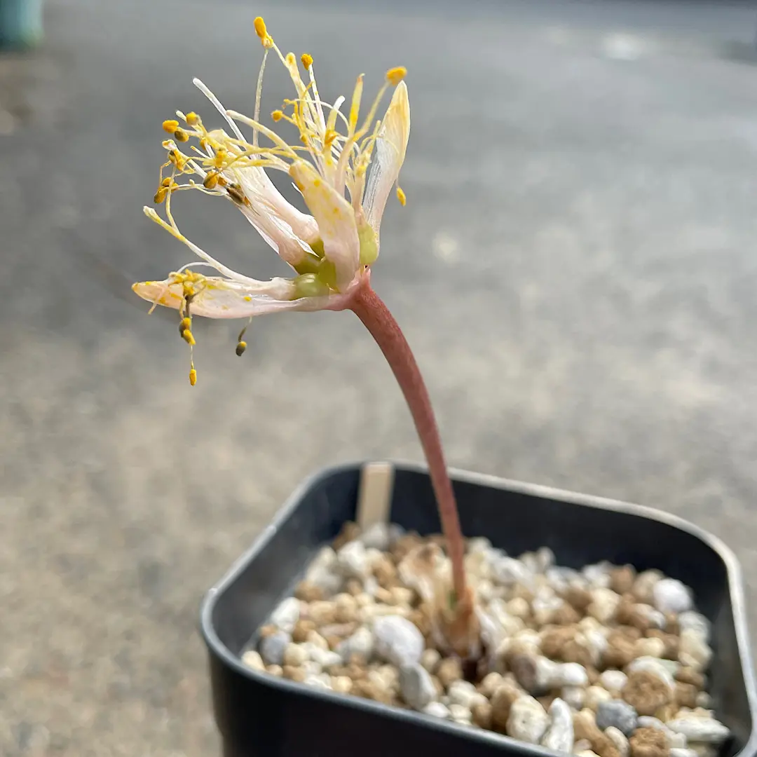 ハエマンサスクリスパス開花~種子採取~実生を追ってみます｜そだレポ