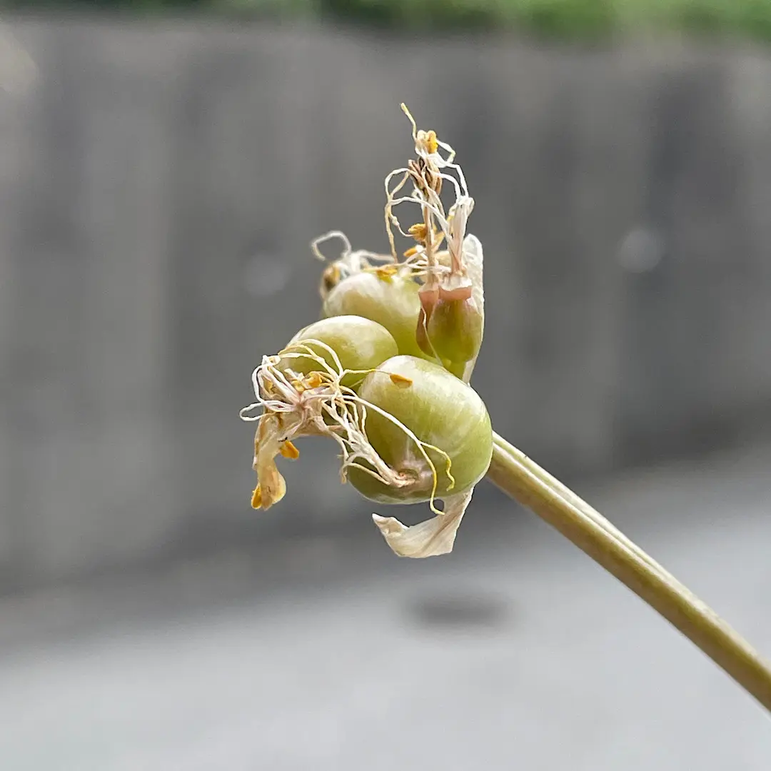 ハエマンサスクリスパス開花~種子採取~実生を追ってみます｜そだレポ