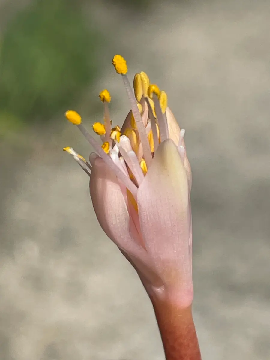 ハエマンサスクリスパス開花~種子採取~実生を追ってみます｜そだレポ