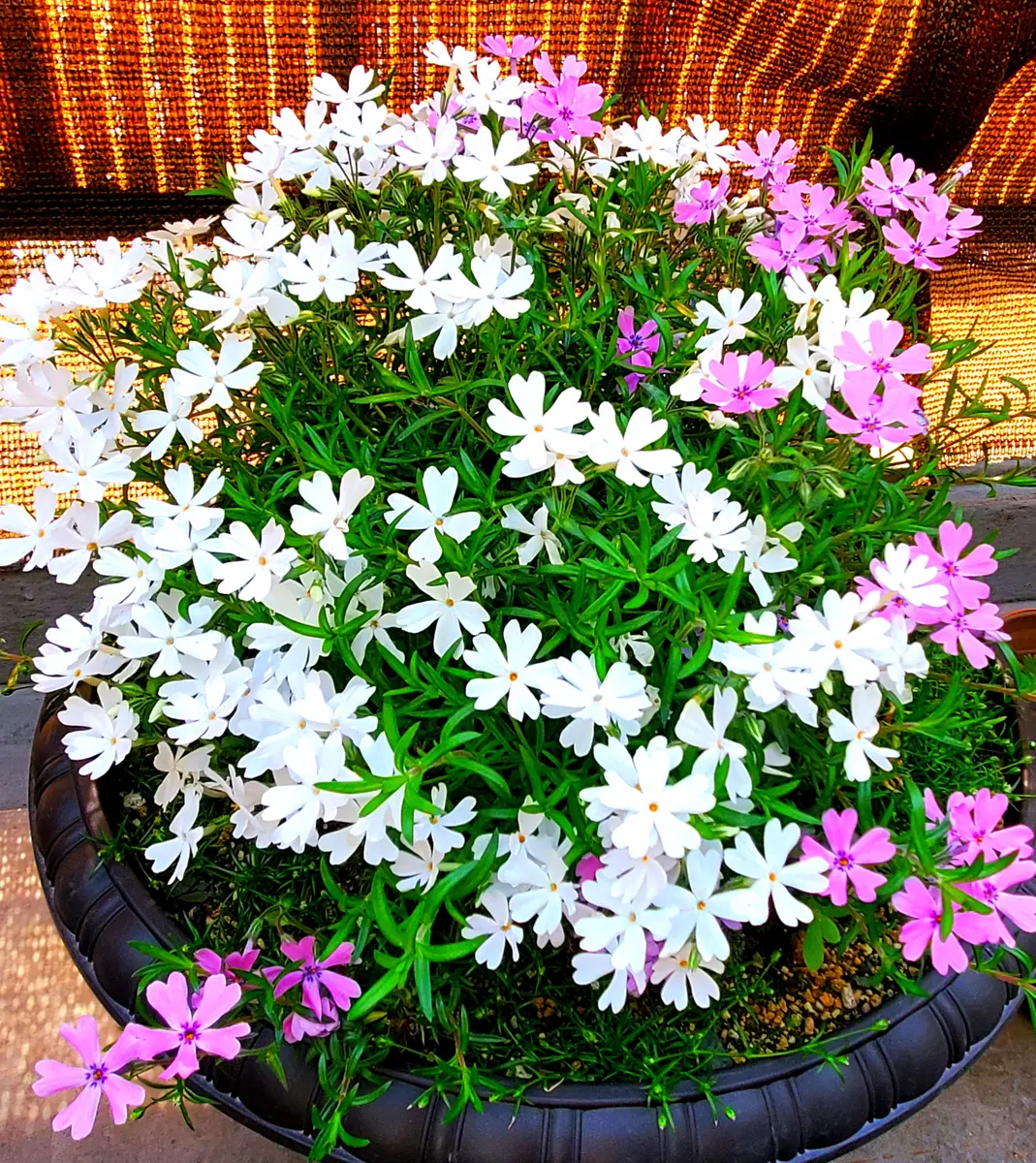 ＊桜＊　サンタクロース(大と小) とシクラメンの鉢植え3色セット 楽天市場】Cyclamenの通販