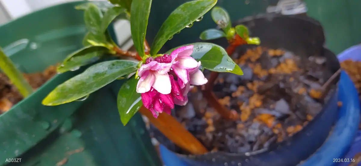 愛しの沈丁花｜そだレポ（栽培レポート）byロサロサローズウッド