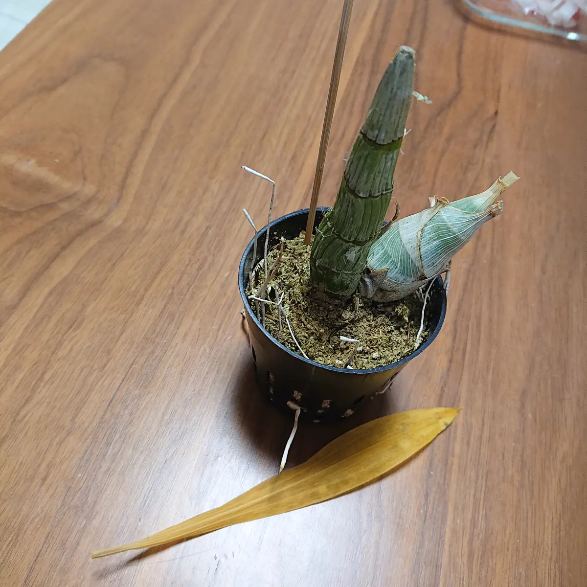 2024.11〜2025.7ブラックパールに花を咲かせたい。その1。｜そだレポ