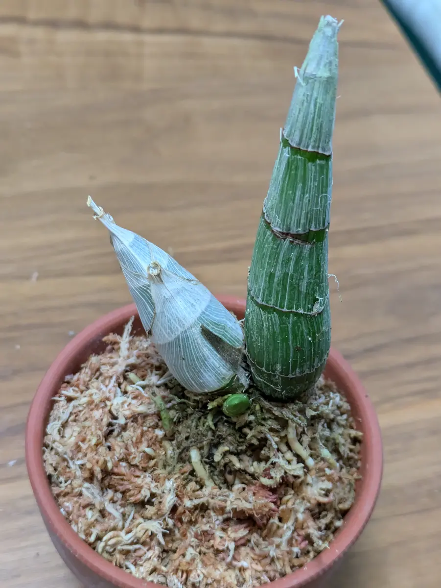 2024.11〜2025.7ブラックパールに花を咲かせたい。その1。｜そだレポ