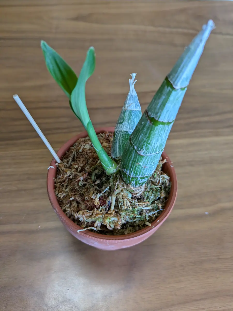 タケノコ蘭 SVO 選別個体 Midnight Soul カタセタム 2025年最新】蘭