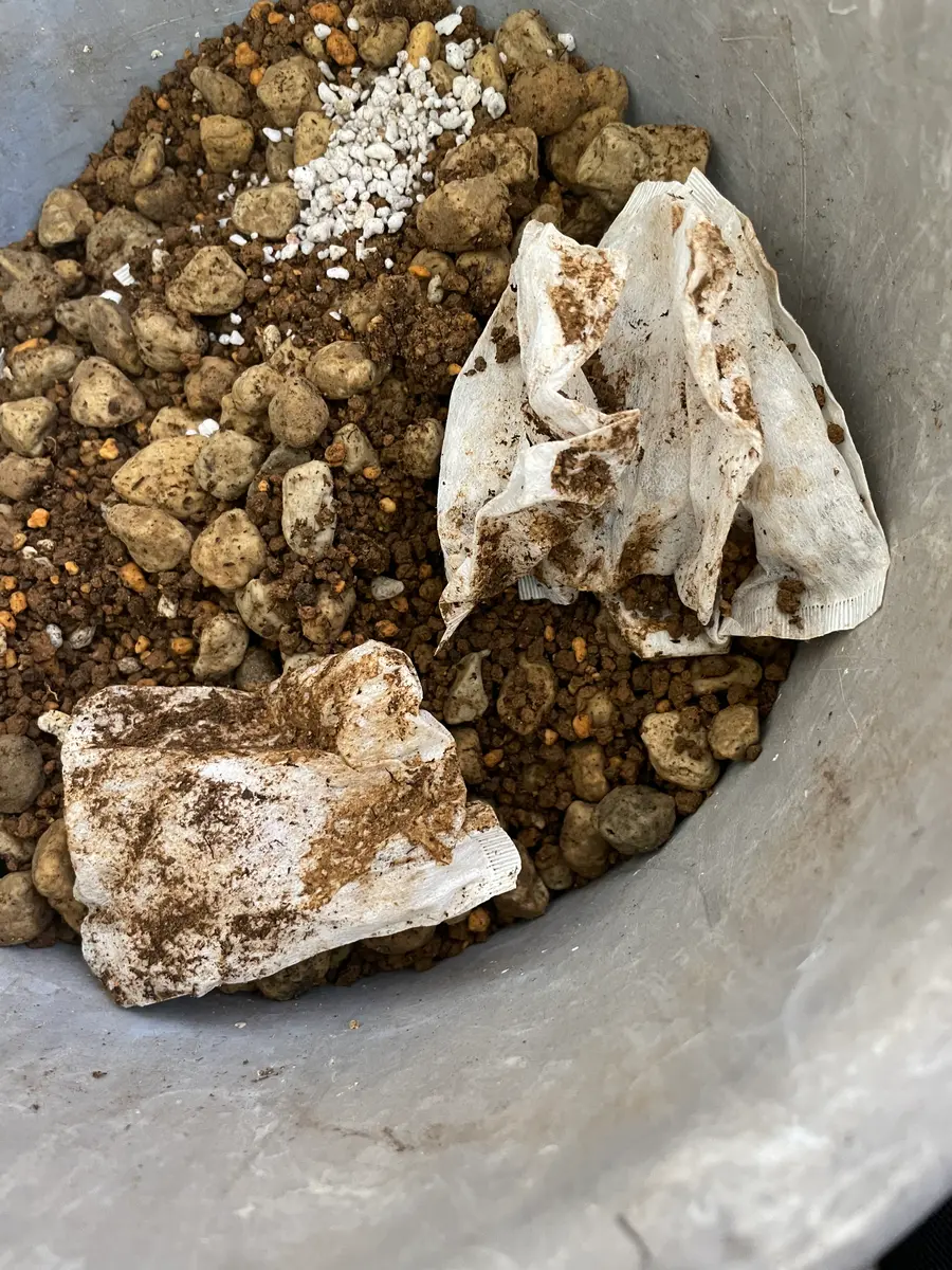 交配種から育てるクリスマスローズ｜そだレポ（栽培レポート）by