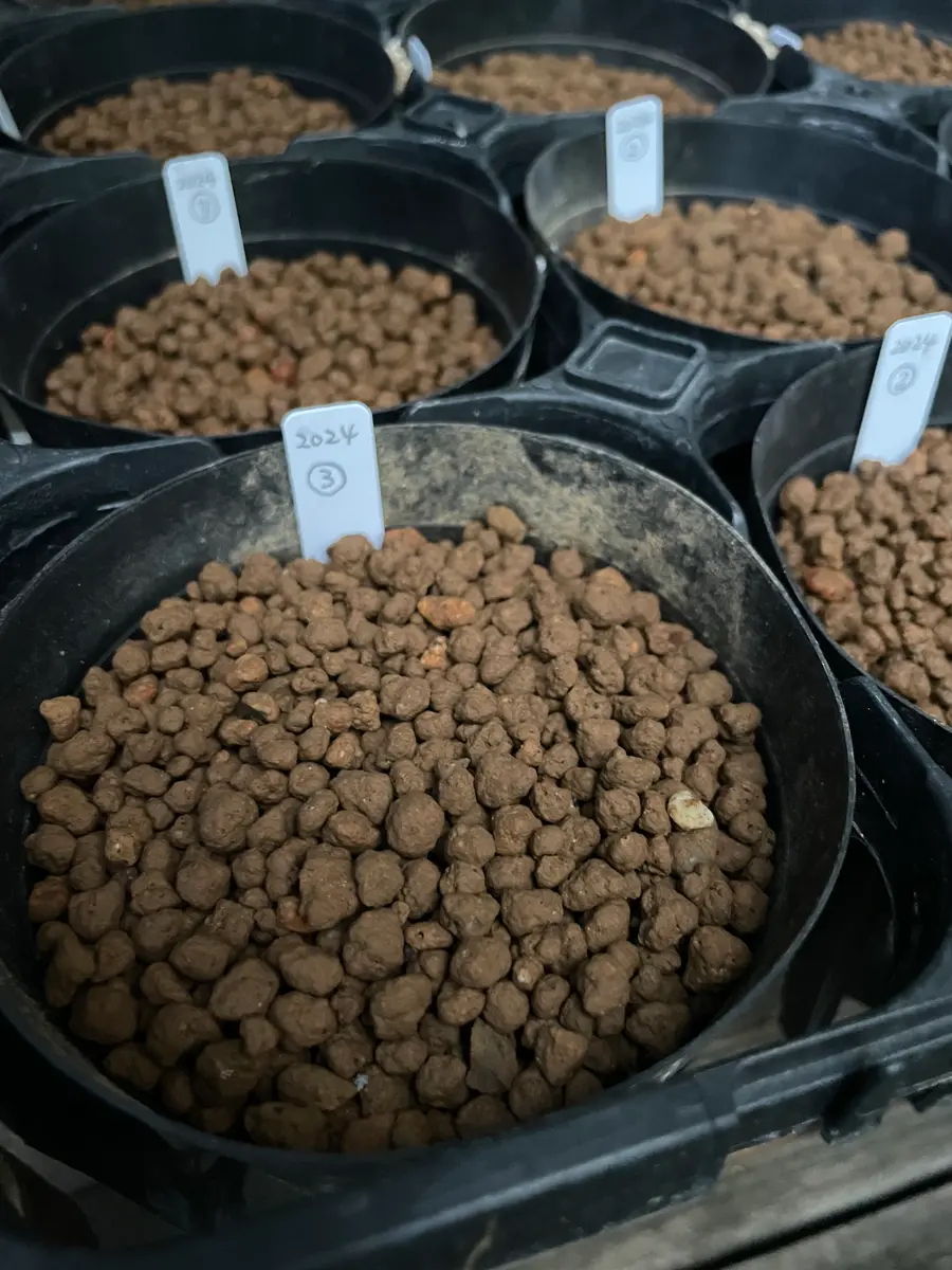 交配種から育てるクリスマスローズ｜そだレポ（栽培レポート）by