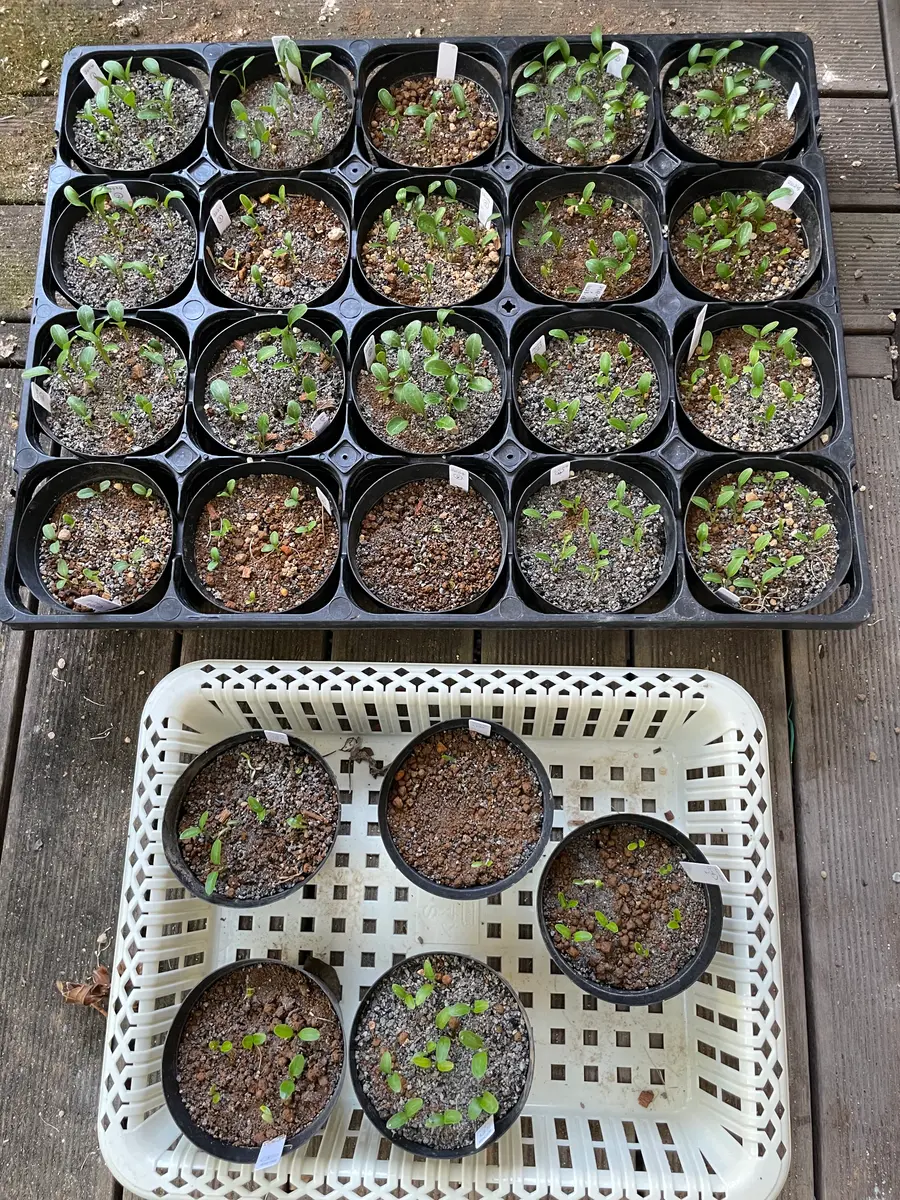 交配種から育てるクリスマスローズ｜そだレポ（栽培レポート）by