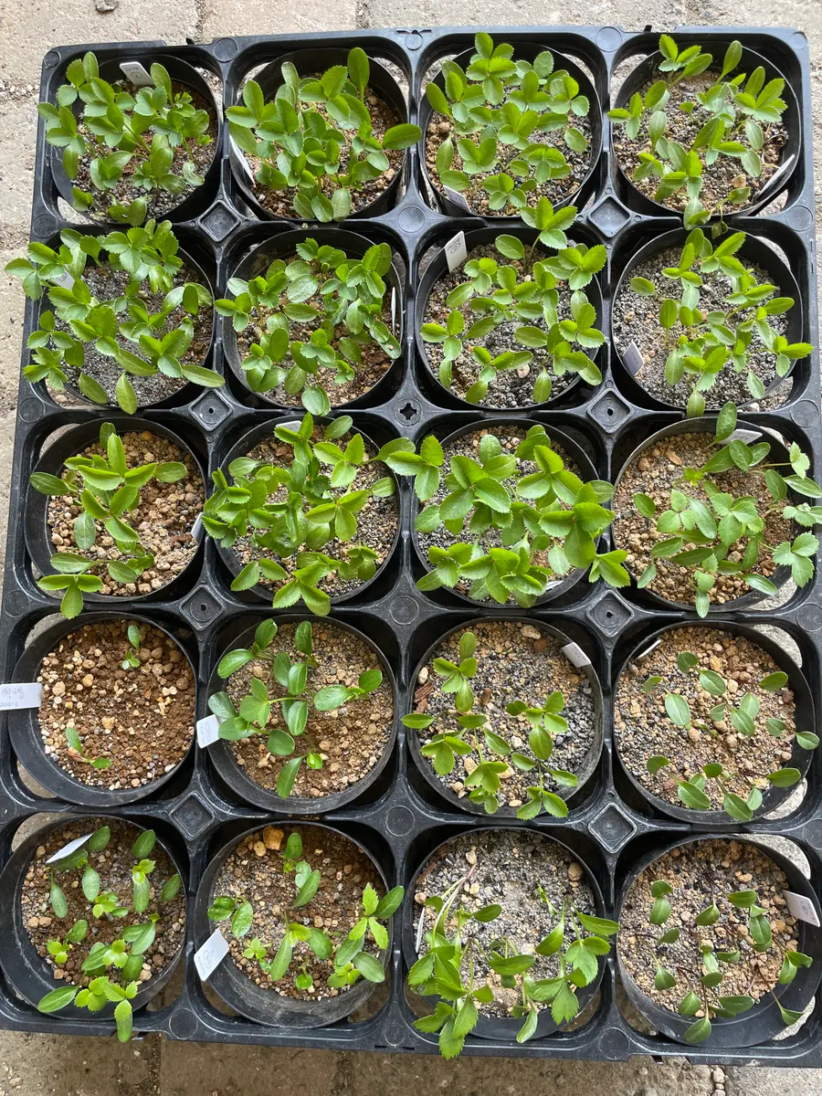 限定1点クリスマスローズ利休等を含む交配発芽苗60番 交配種から育てるクリスマスローズ｜そだレポ（栽培レポート）by