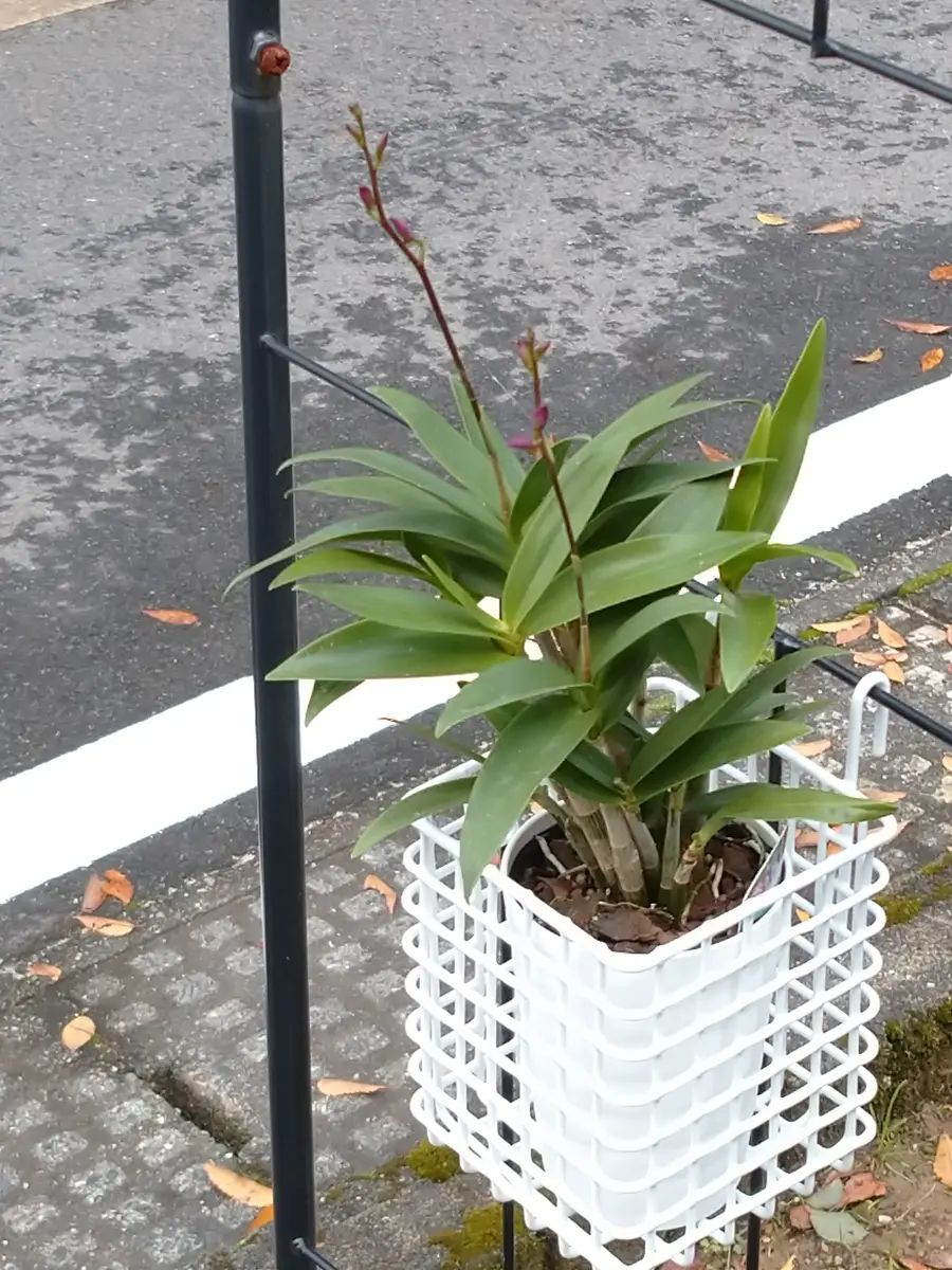 放置せよ、DENDROBIUM|そだレポ(栽培レポート)byいのさっちー 放置せよ、DENDROBIUM|そだレポ(栽培レポート)byいのさっちー