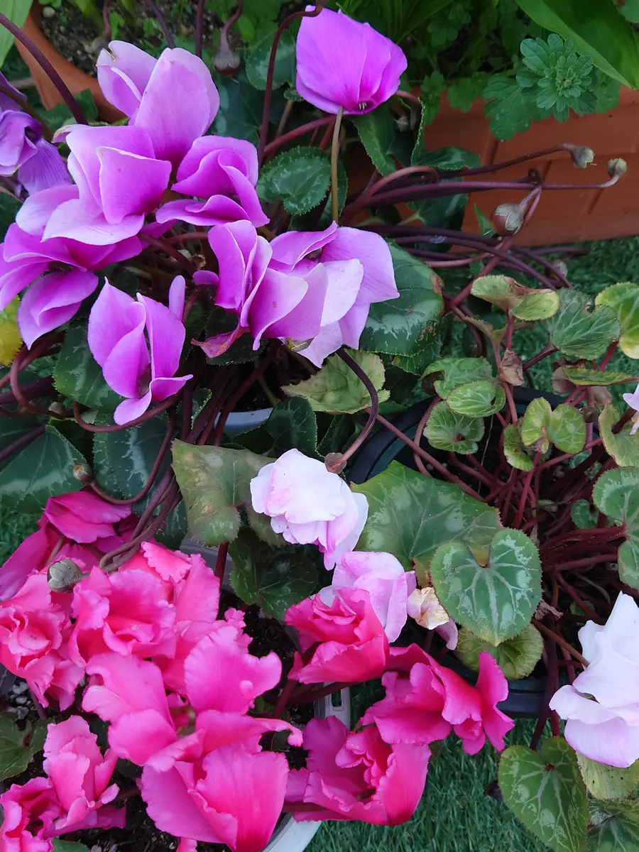 2024/25寄せ植えシリーズ 4号鉢から30cm角プランター 2024.11〜｜そだ