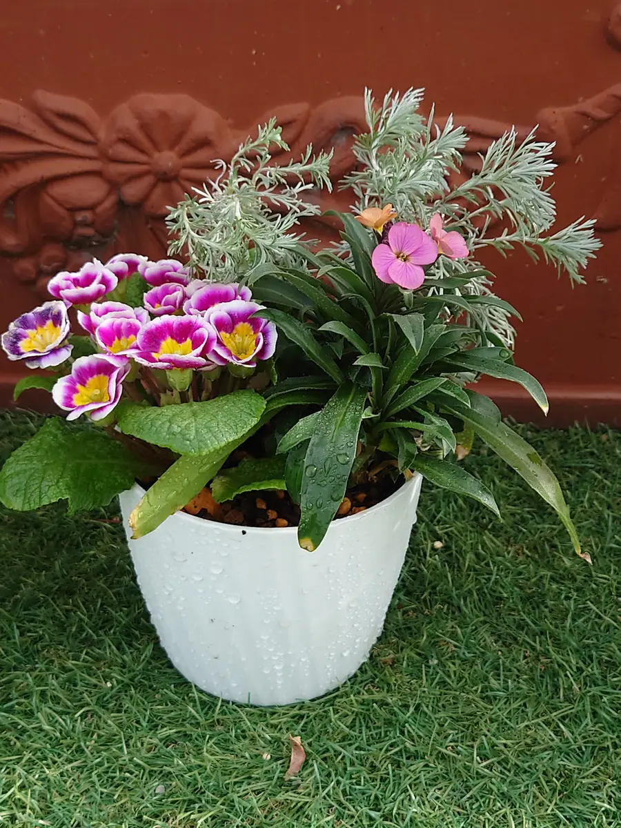 2024/25寄せ植えシリーズ 4号鉢から30cm角プランター 2024.11〜｜そだ