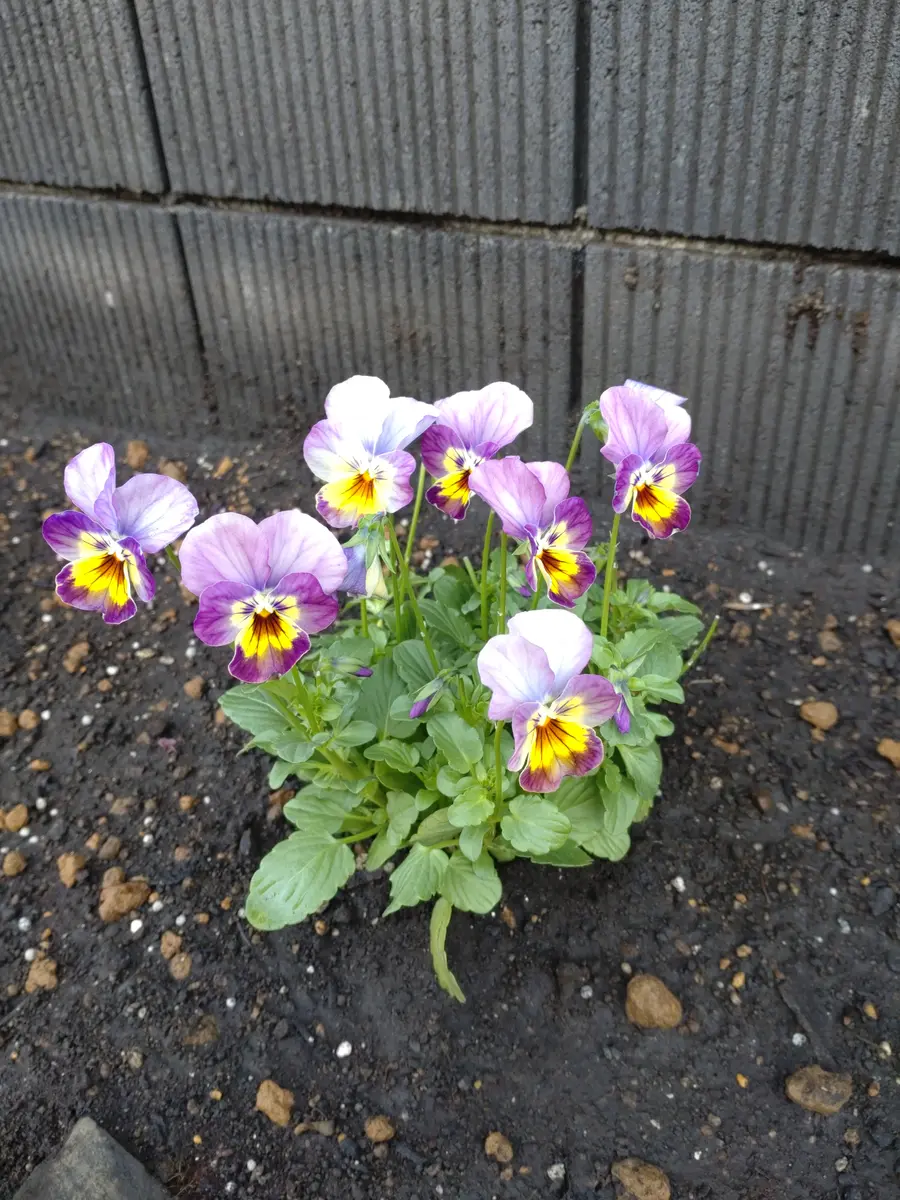 希少 ビオラ【すみれ図鑑】1ポット 11月20日終了 北島園芸さん