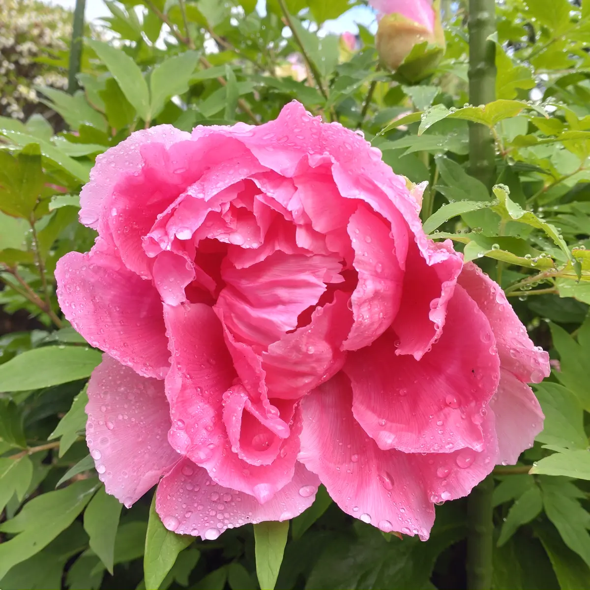 終了）（2025春開花）芍薬と牡丹を咲かせるぞ｜そだレポ（栽培レポート