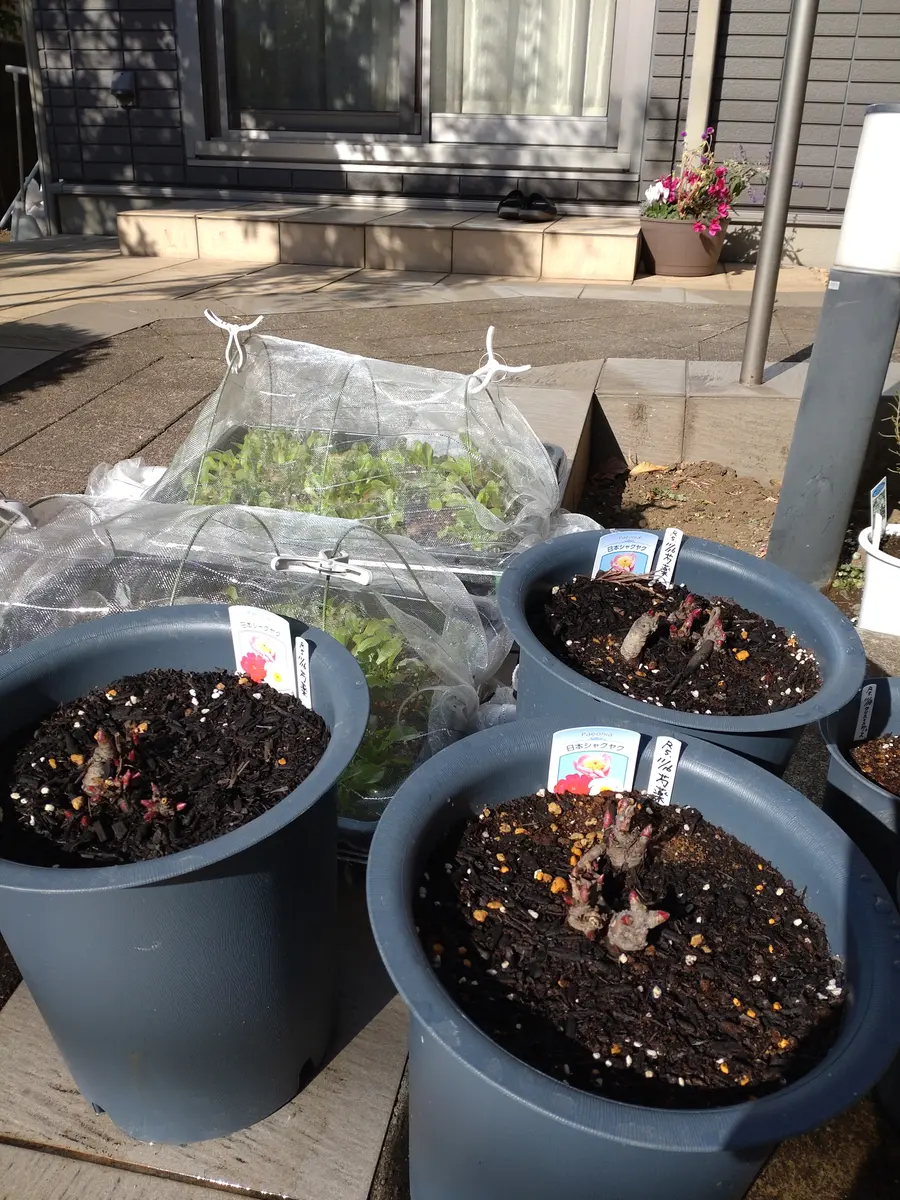 2025年　芍薬畑　確認用ページ シャクヤク開花情報／色麻町