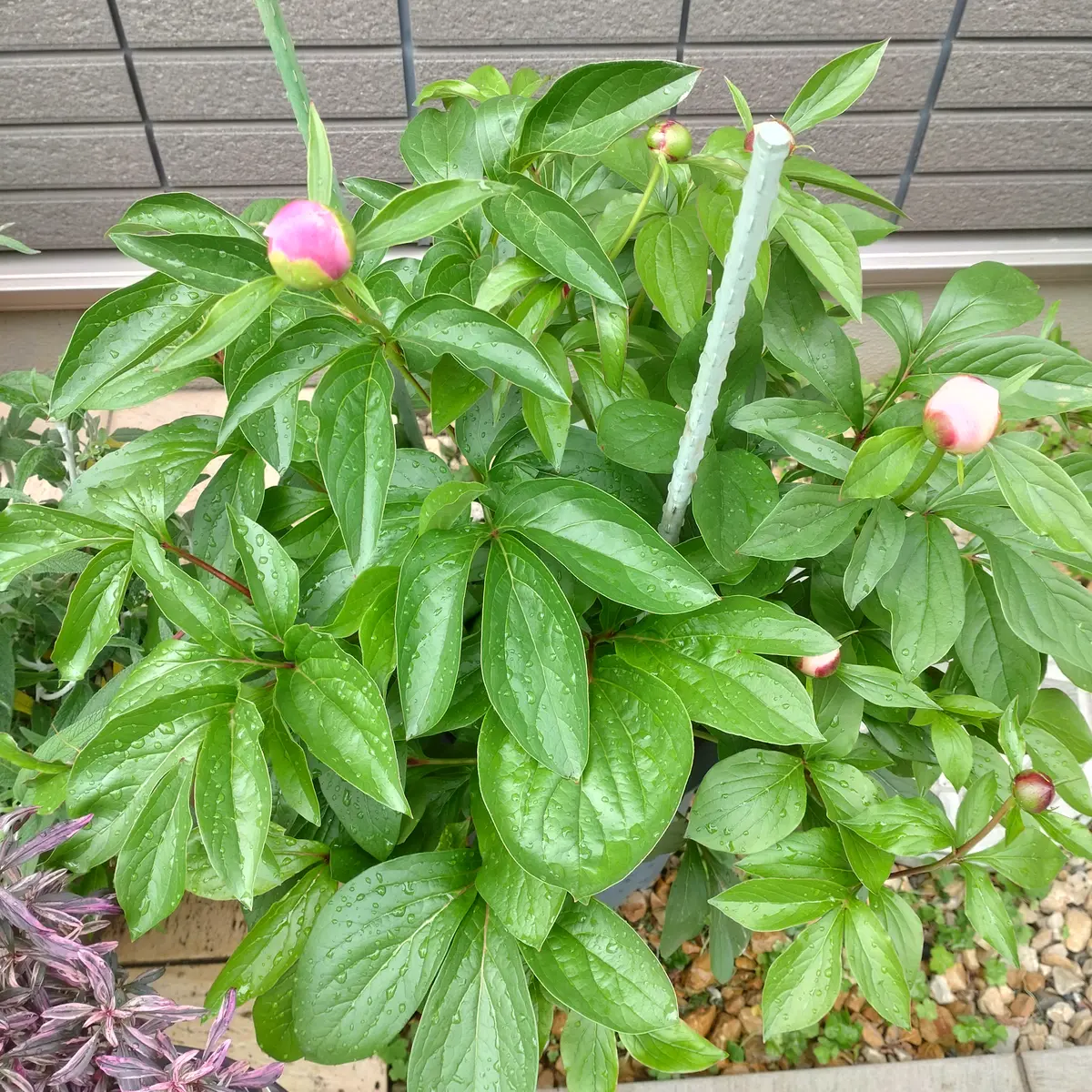 2025年芍薬畑確認用ページ