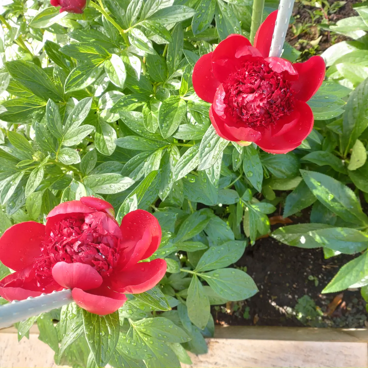 2025春開花）芍薬と牡丹を咲かせるぞ｜そだレポ（栽培レポート