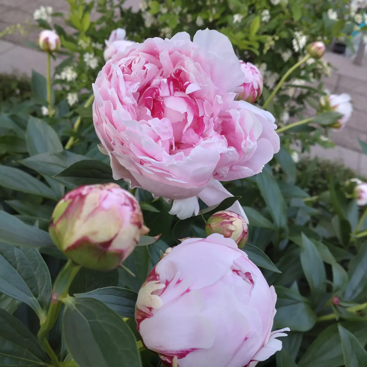 終了）（2025春開花）芍薬と牡丹を咲かせるぞ｜そだレポ（栽培レポート