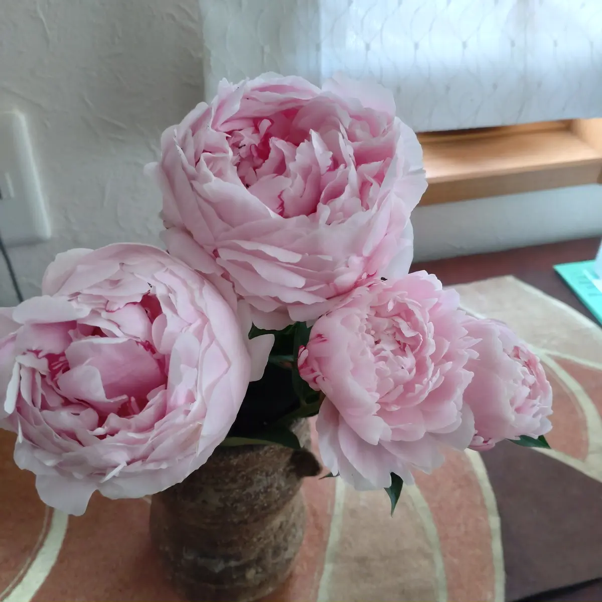 終了）（2025春開花）芍薬と牡丹を咲かせるぞ｜そだレポ（栽培