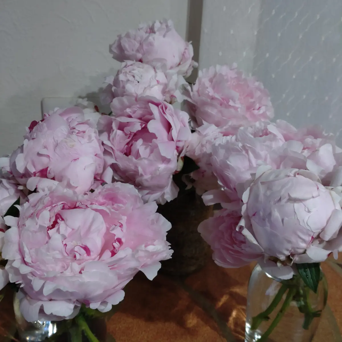 2025年　芍薬畑　確認用ページ シャクヤク開花情報／色麻町