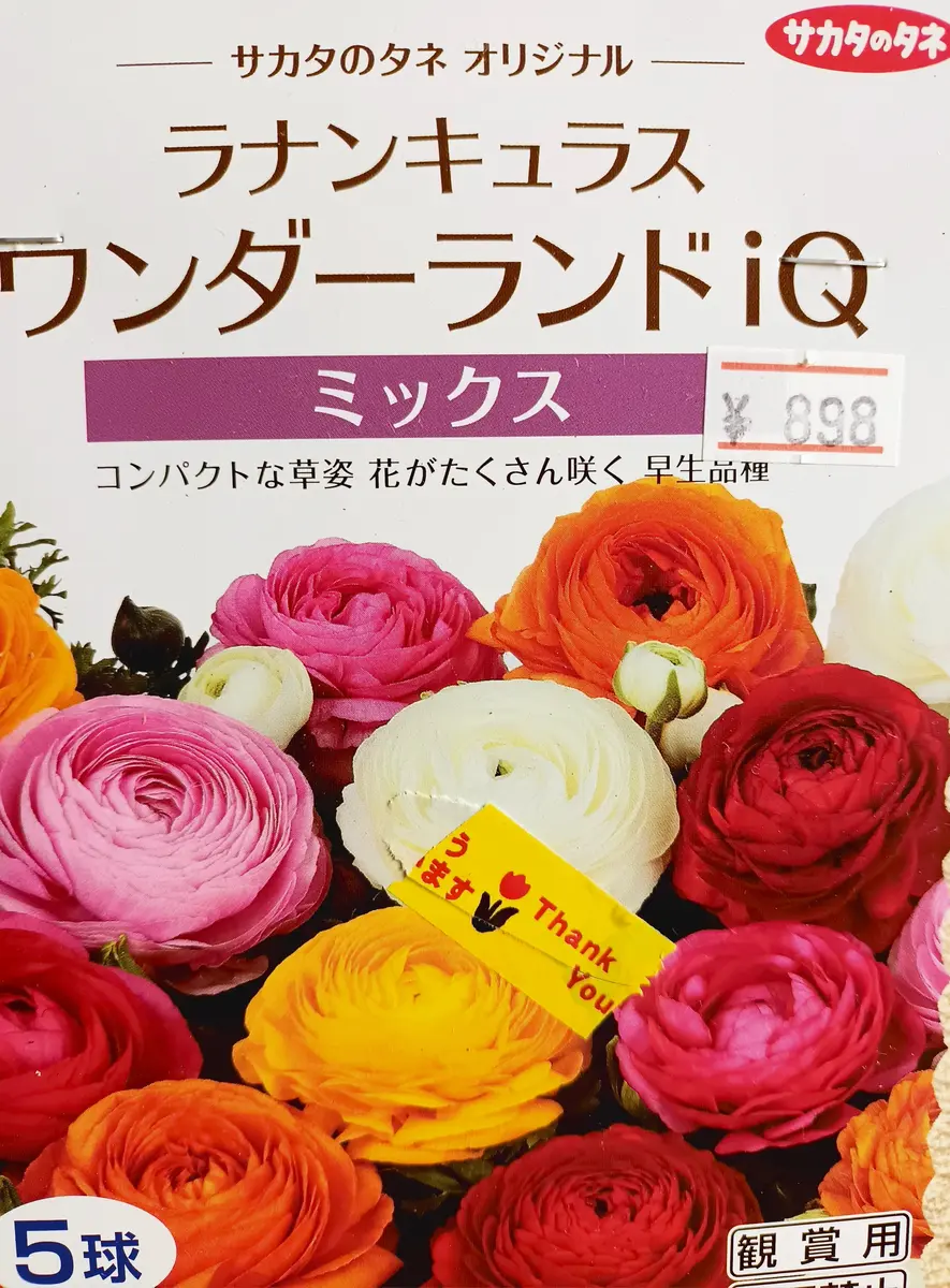 ラナンキュラス 球根 希少品種5種