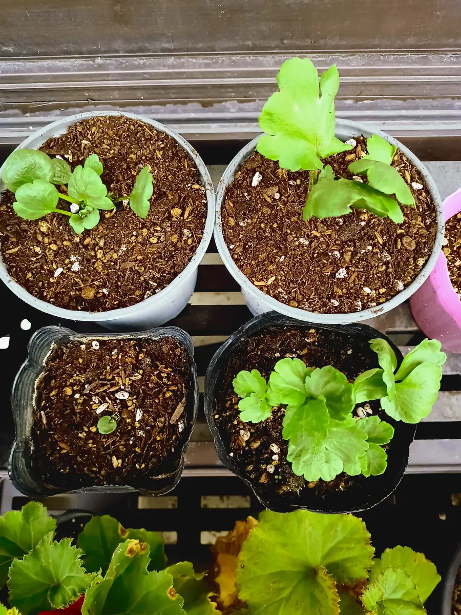 参考例】ラナンキュラス 極小〜中サイズ球根の芽出しの様子 Ranunculus