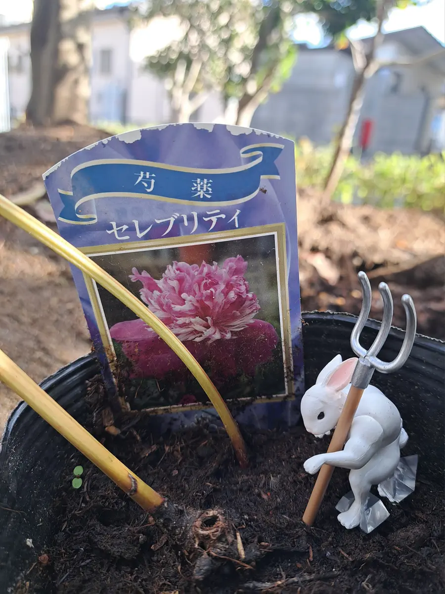 芍薬 育て中｜そだレポ（栽培レポート）by可神(かがみ)｜みんなの趣味