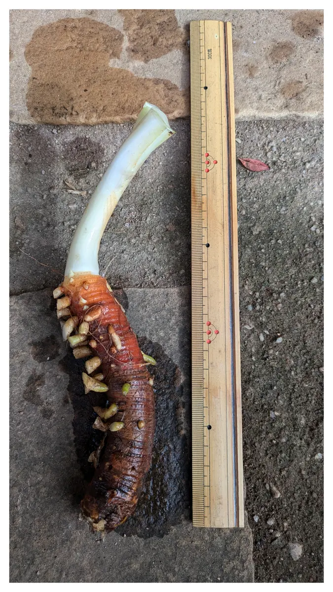 根と葉を切り落としたアガパンサス｜そだレポ（栽培レポート）byはや88