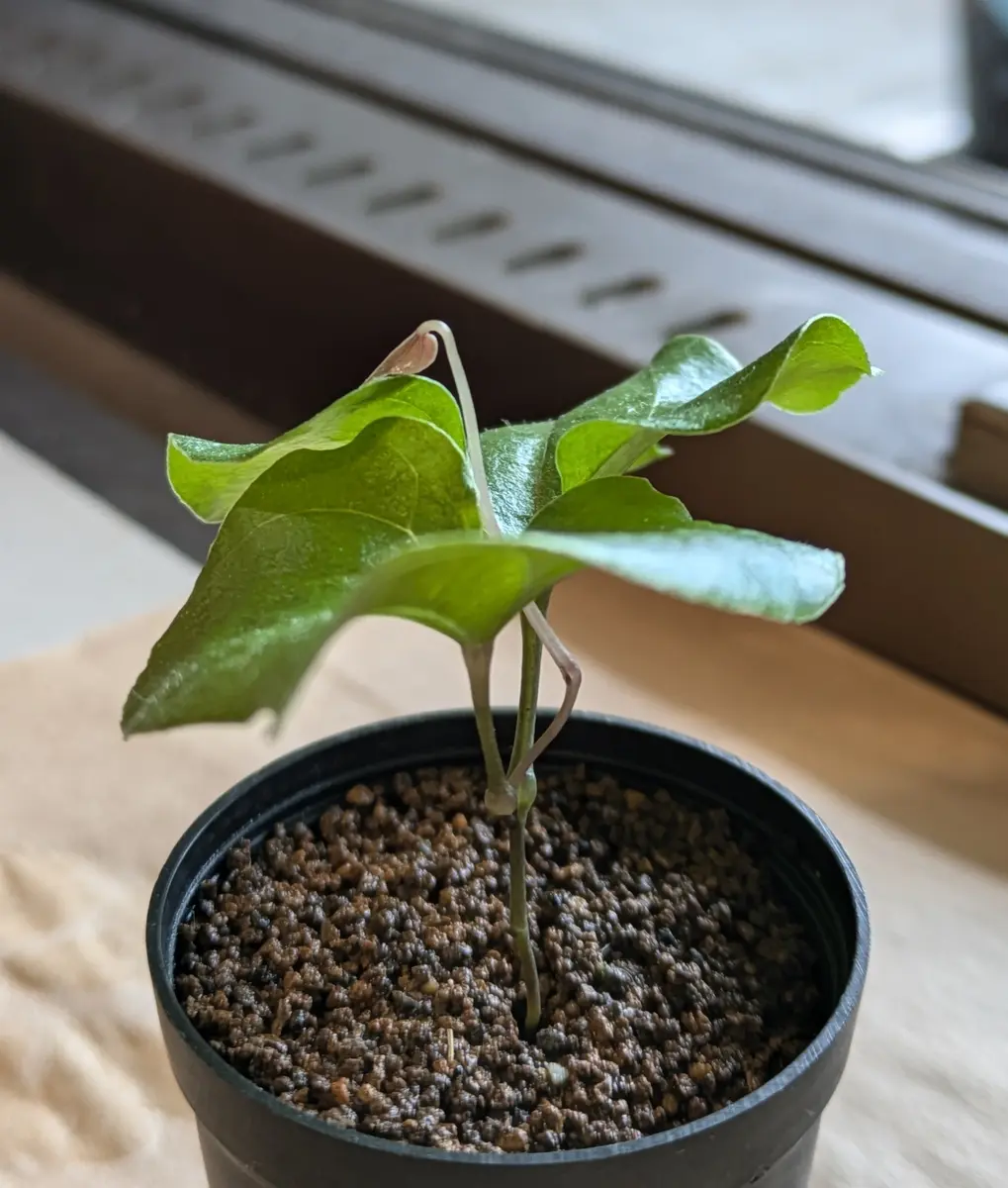 亀甲竜。ゴツゴツの塊根ができますように｜そだレポ（栽培レポート