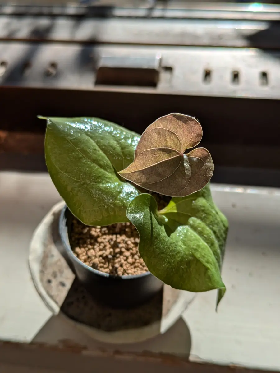 亀甲竜。ゴツゴツの塊根ができますように｜そだレポ（栽培レポート