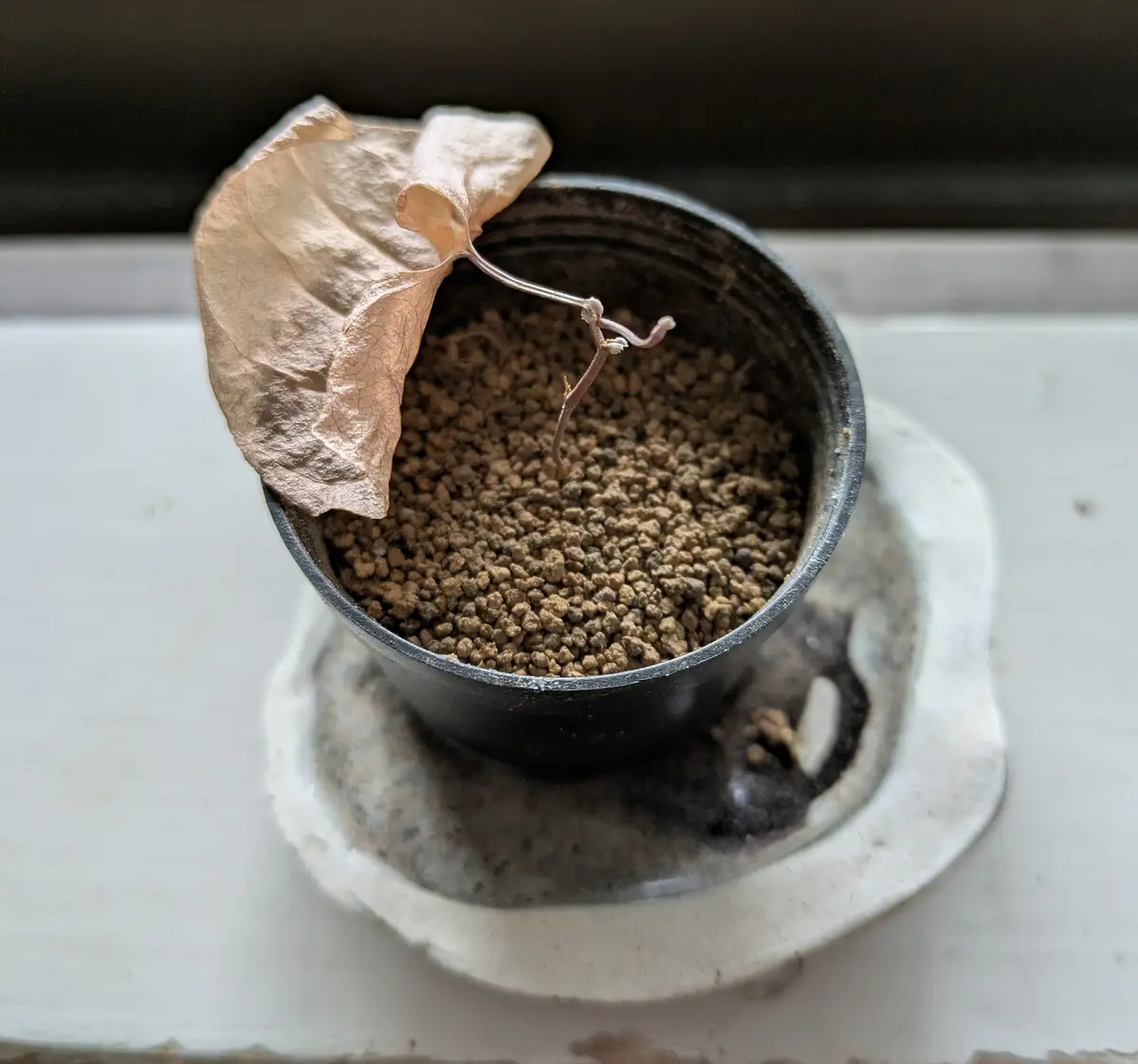 亀甲竜。ゴツゴツの塊根ができますように｜そだレポ（栽培レポート