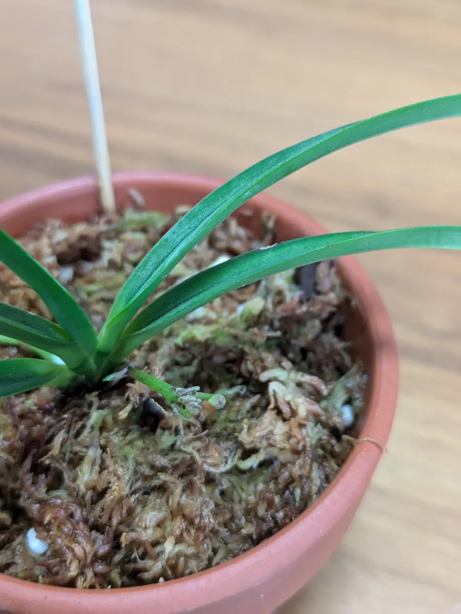 2024.11〜2025.6 フウラン(風蘭)の花が見たい。｜そだレポ（栽培