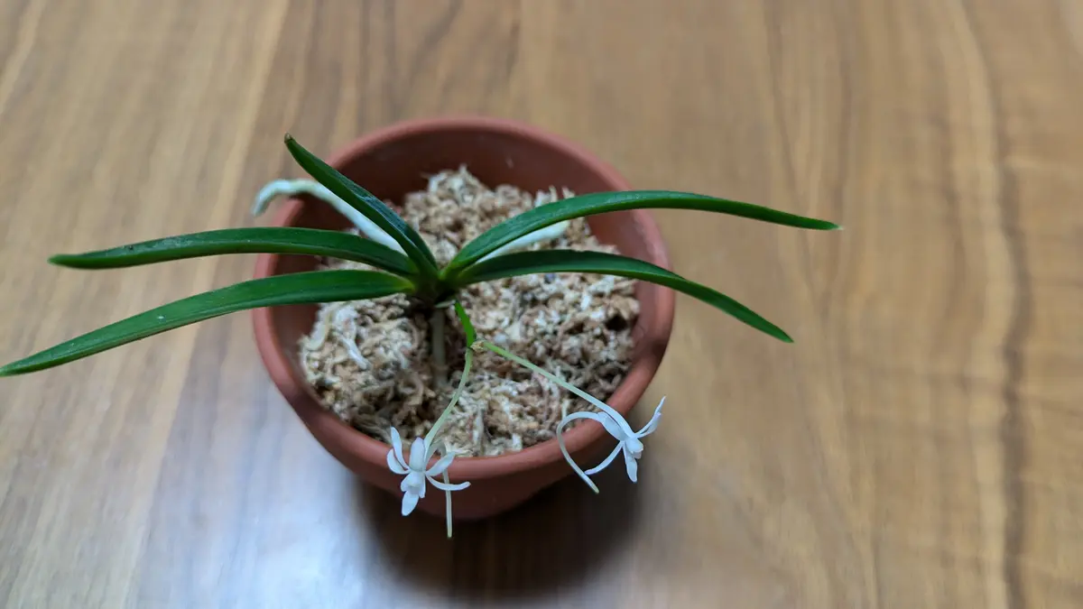 2024.11〜2025.6 フウラン(風蘭)の花が見たい。｜そだレポ（栽培