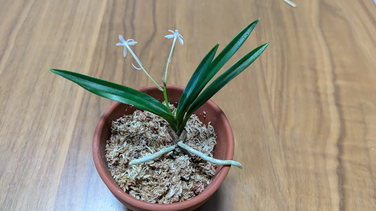 風蘭です 手のひらサイズくらいですね 2024.11〜2025.6 フウラン(風蘭)の花が見たい。｜そだレポ（栽培