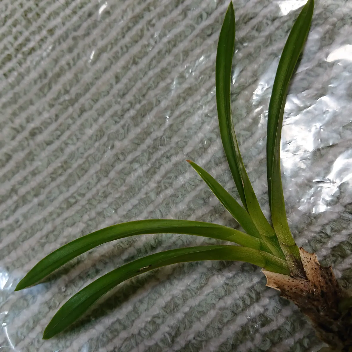 2024.11〜2025.6 フウラン(風蘭)の花が見たい。｜そだレポ（栽培