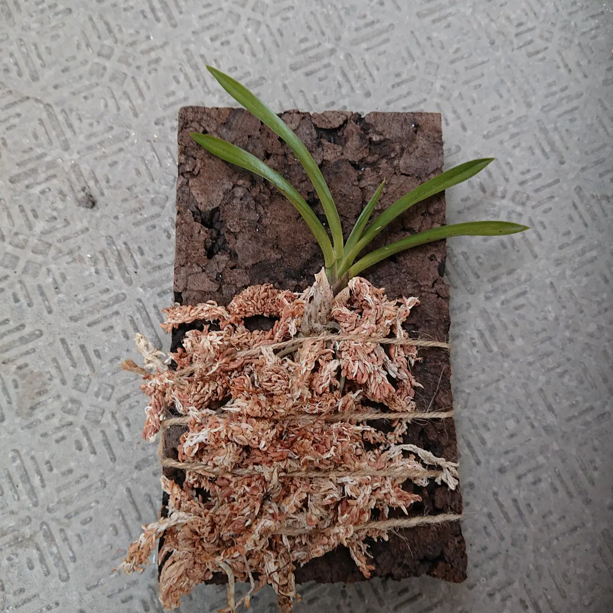 2024.11〜2025.6 フウラン(風蘭)の花が見たい。｜そだレポ（栽培